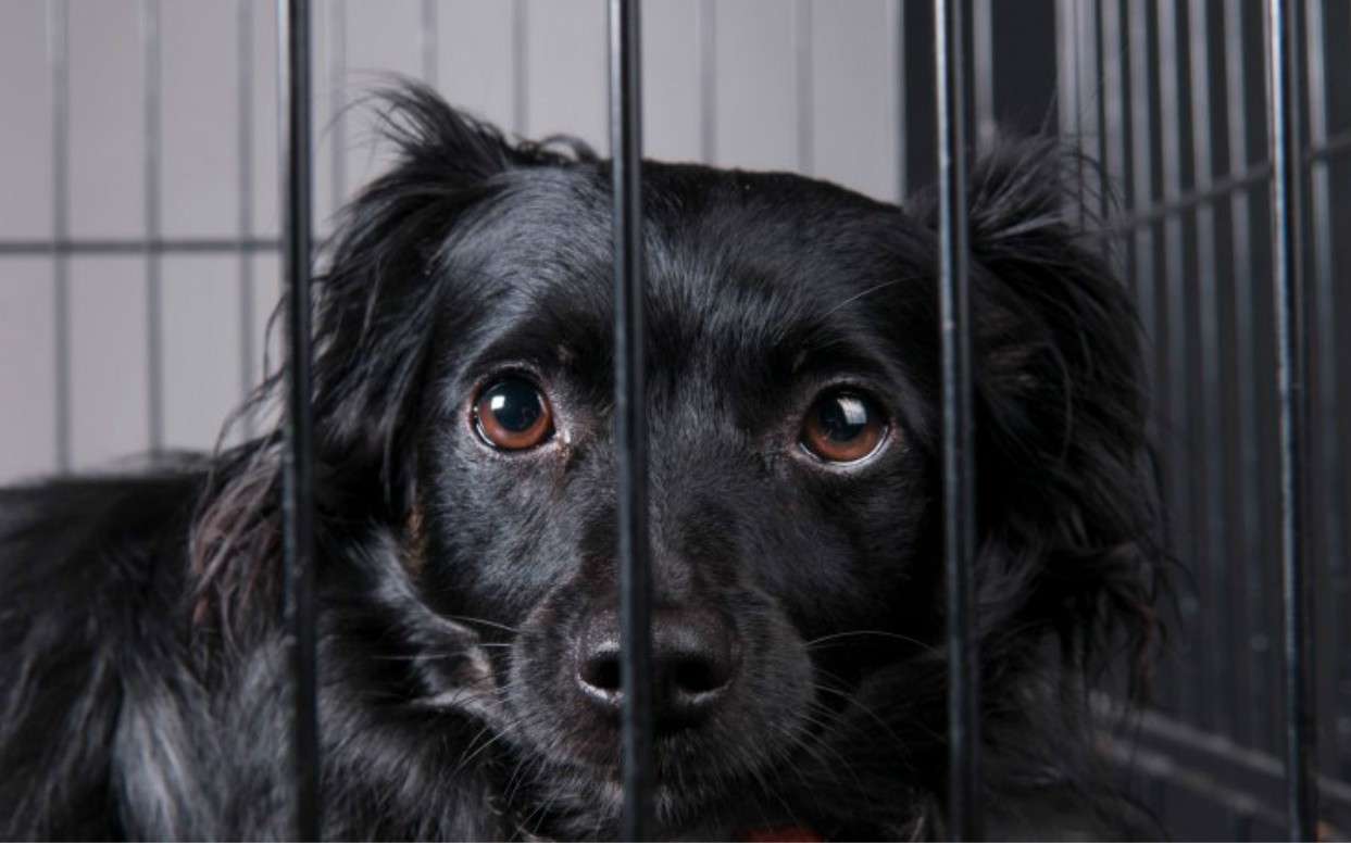 韩国公益广告《患有“抑郁症”的黑狗》