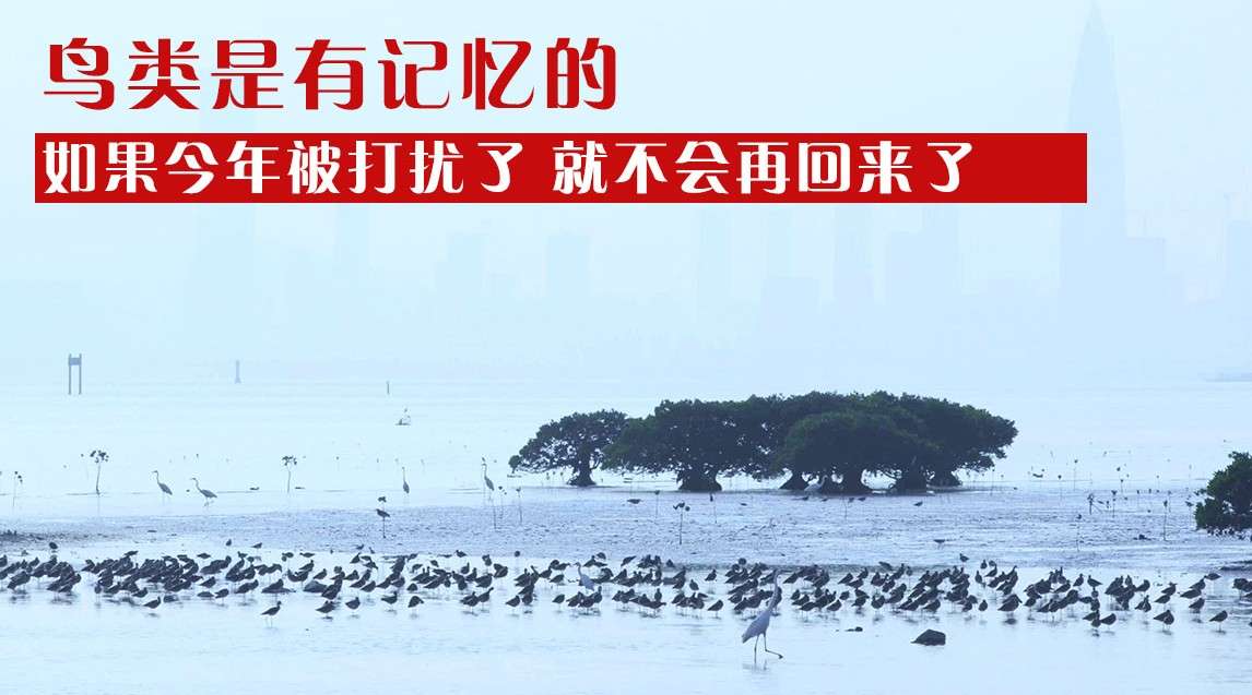 深圳湾航道之争 是旅游项目还是鸟类天堂