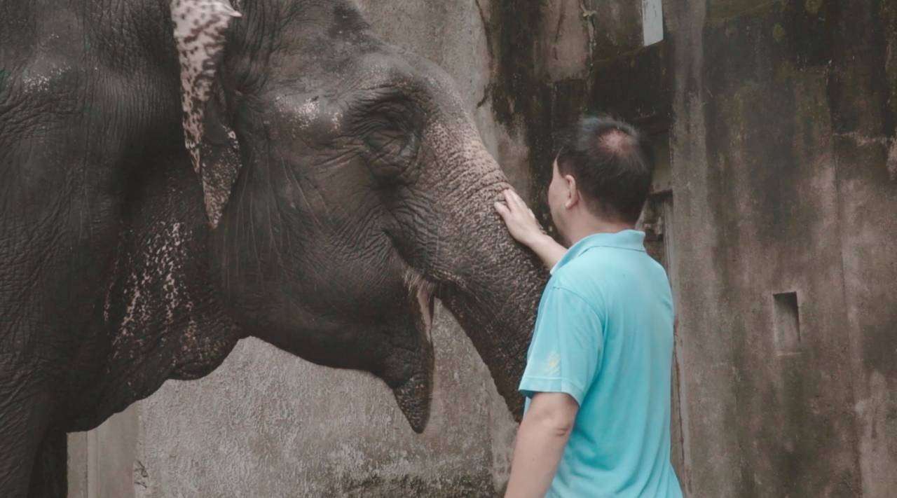 【大象版纳】上海动物园
