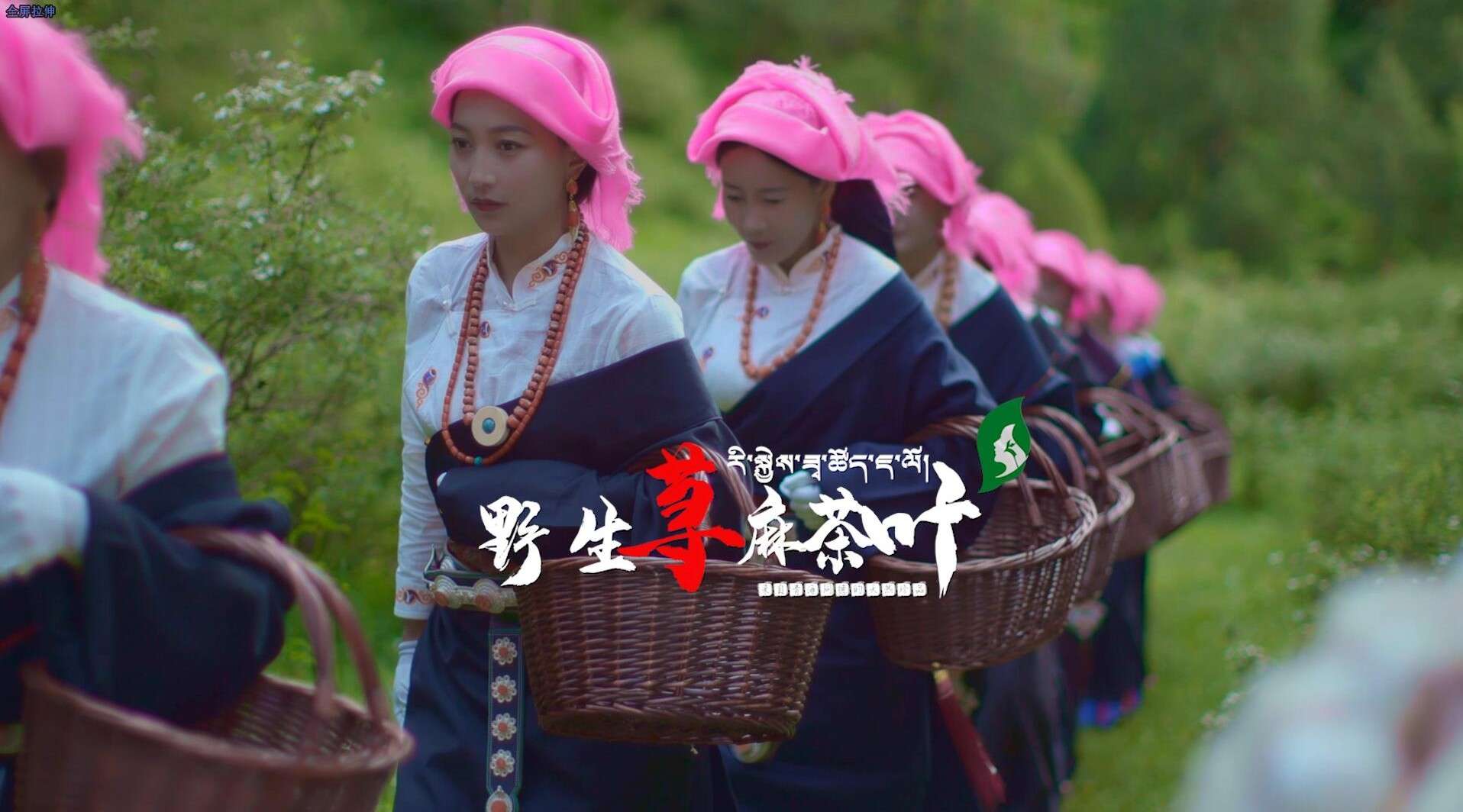 野生荨麻茶叶宣传片