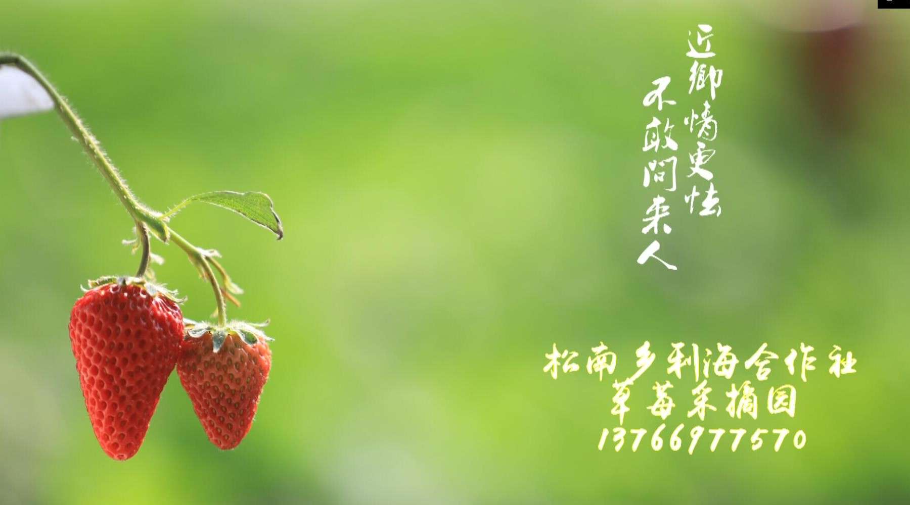 松南乡草莓采摘园开园啦！