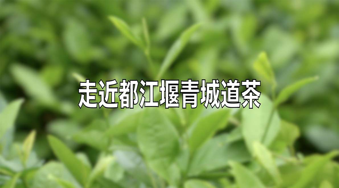 宣传片：走近都江堰青城道茶