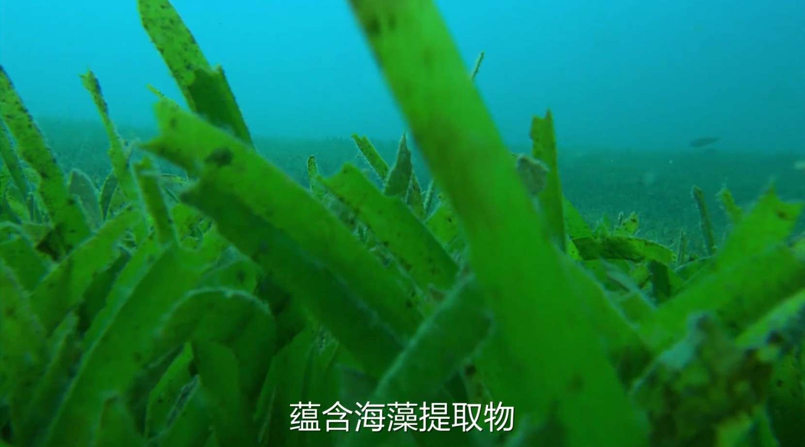 海藻护发素