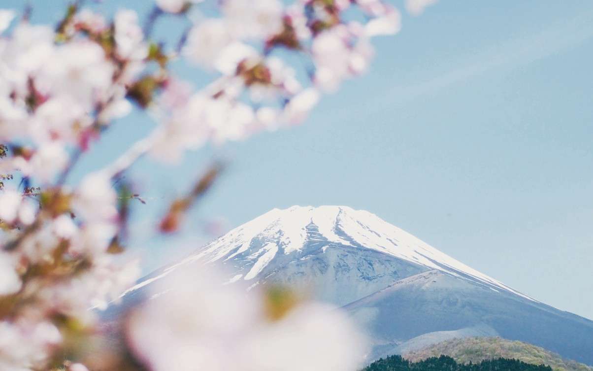 在霓虹灯与樱花间寻找《日本之美》