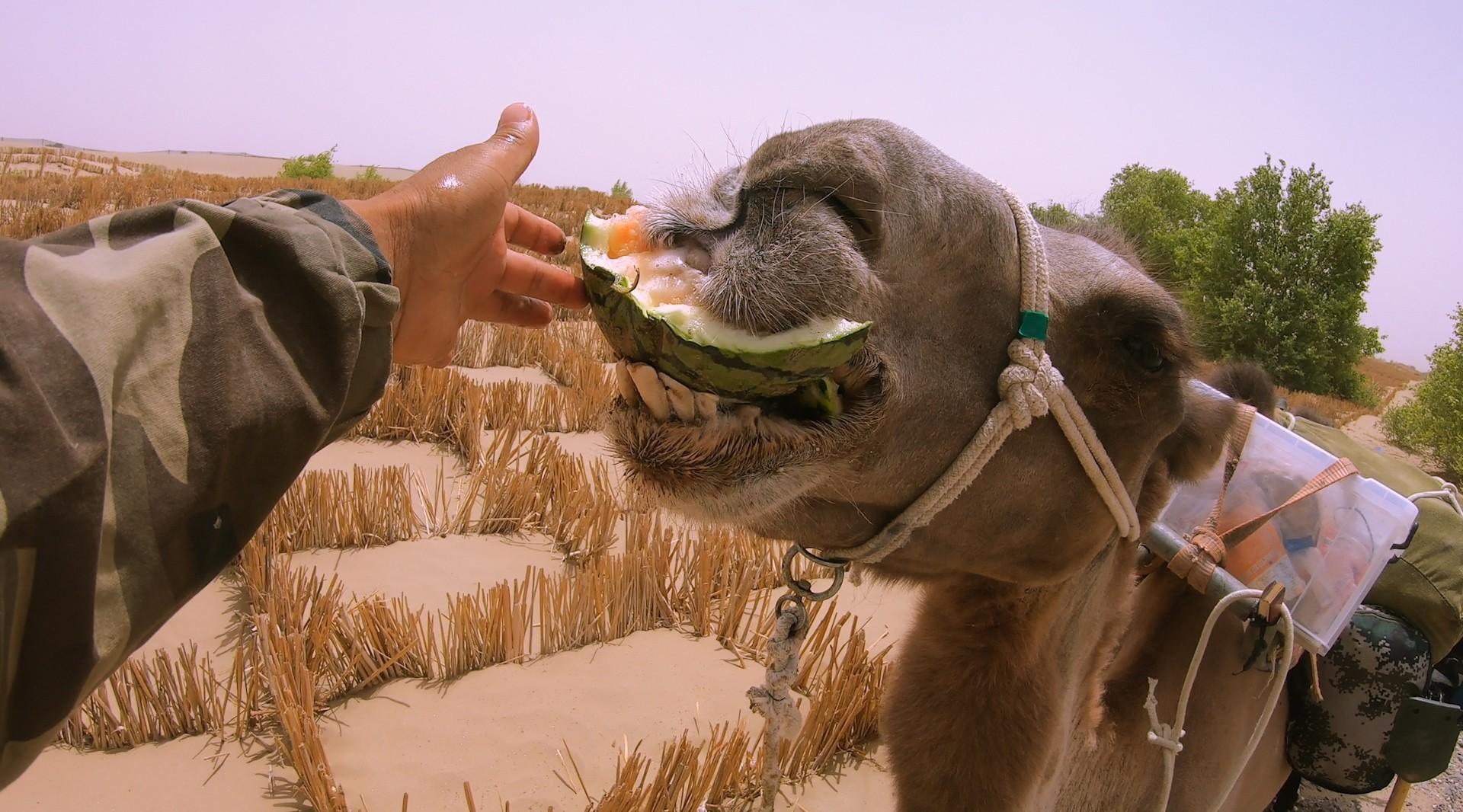 骆驼竟然是这样吃西瓜的，一口半个瓜嚼得津津有味，还护食！