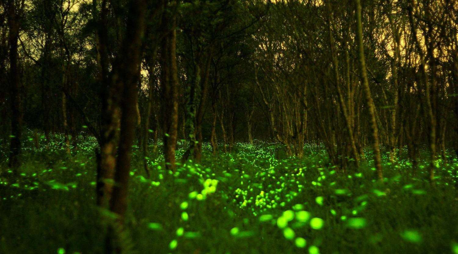 3D投影技术带你走进生物“发光”的奇幻森林！