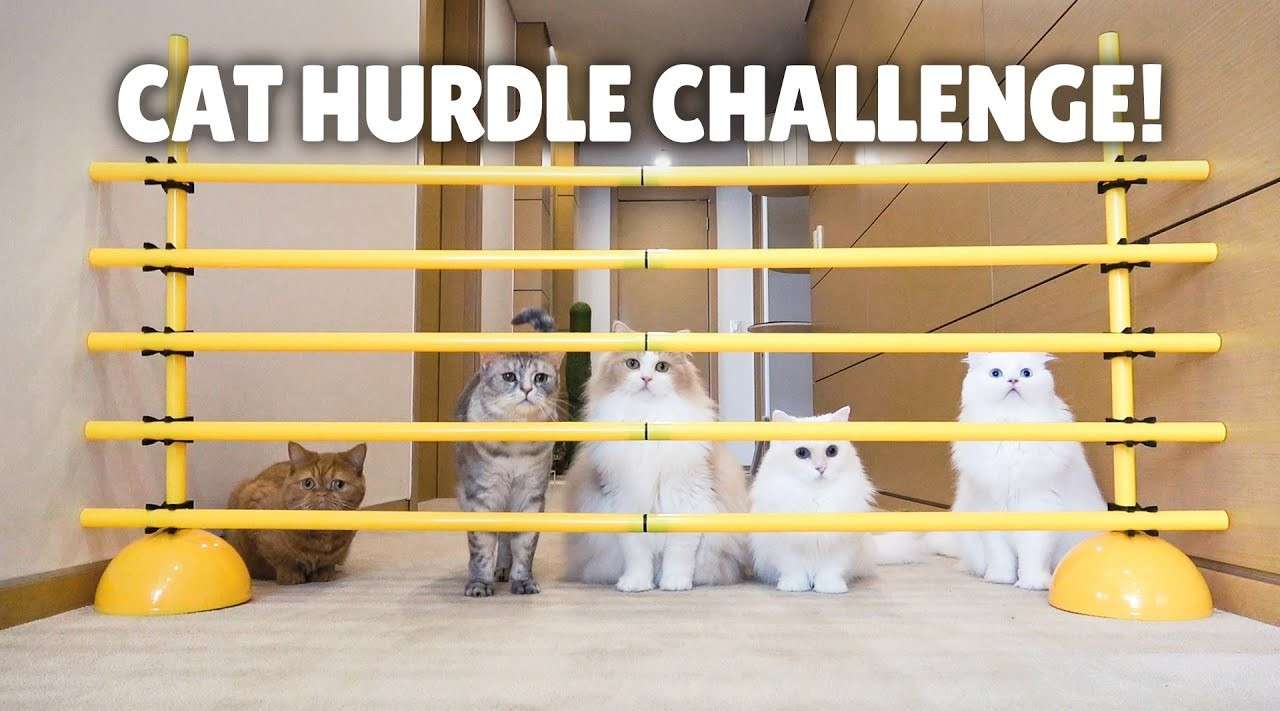 小猫们的跨栏挑战！