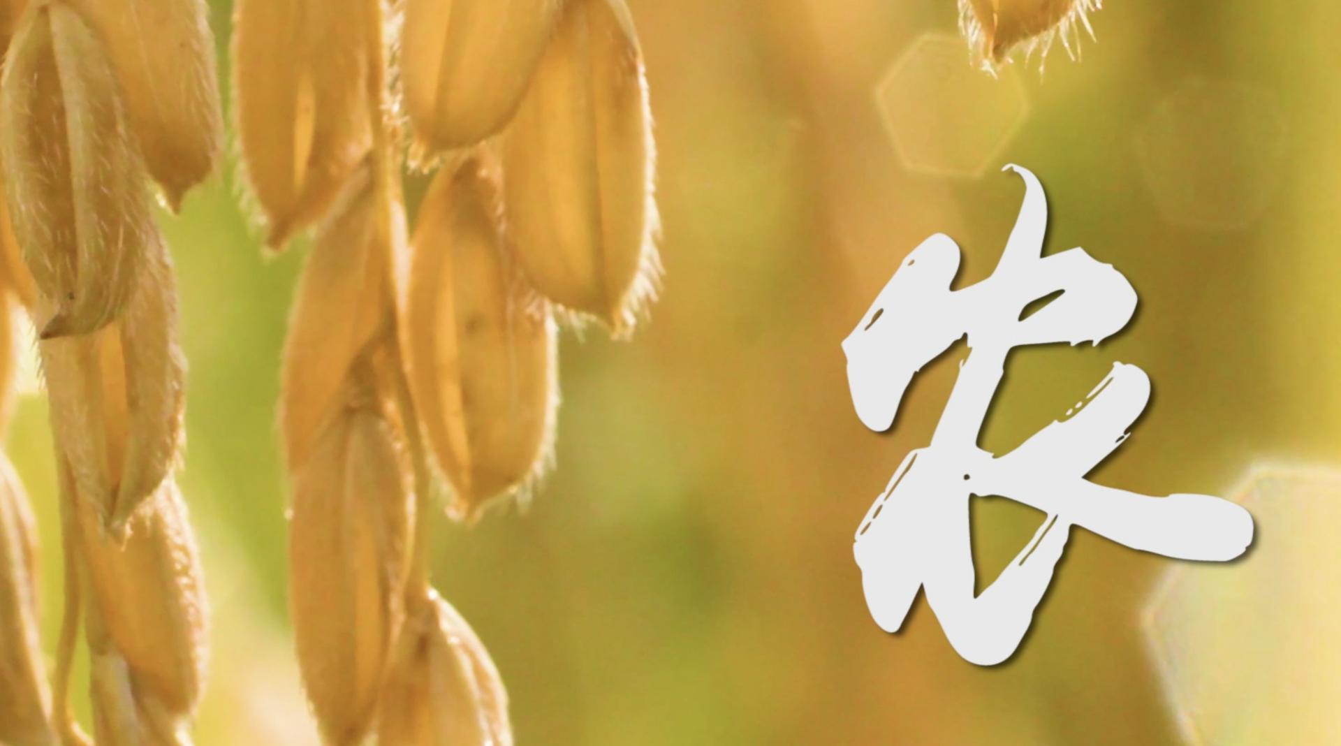 城市宣传片《龙门县“中国农民丰收节”暨龙门丝苗米文化节》