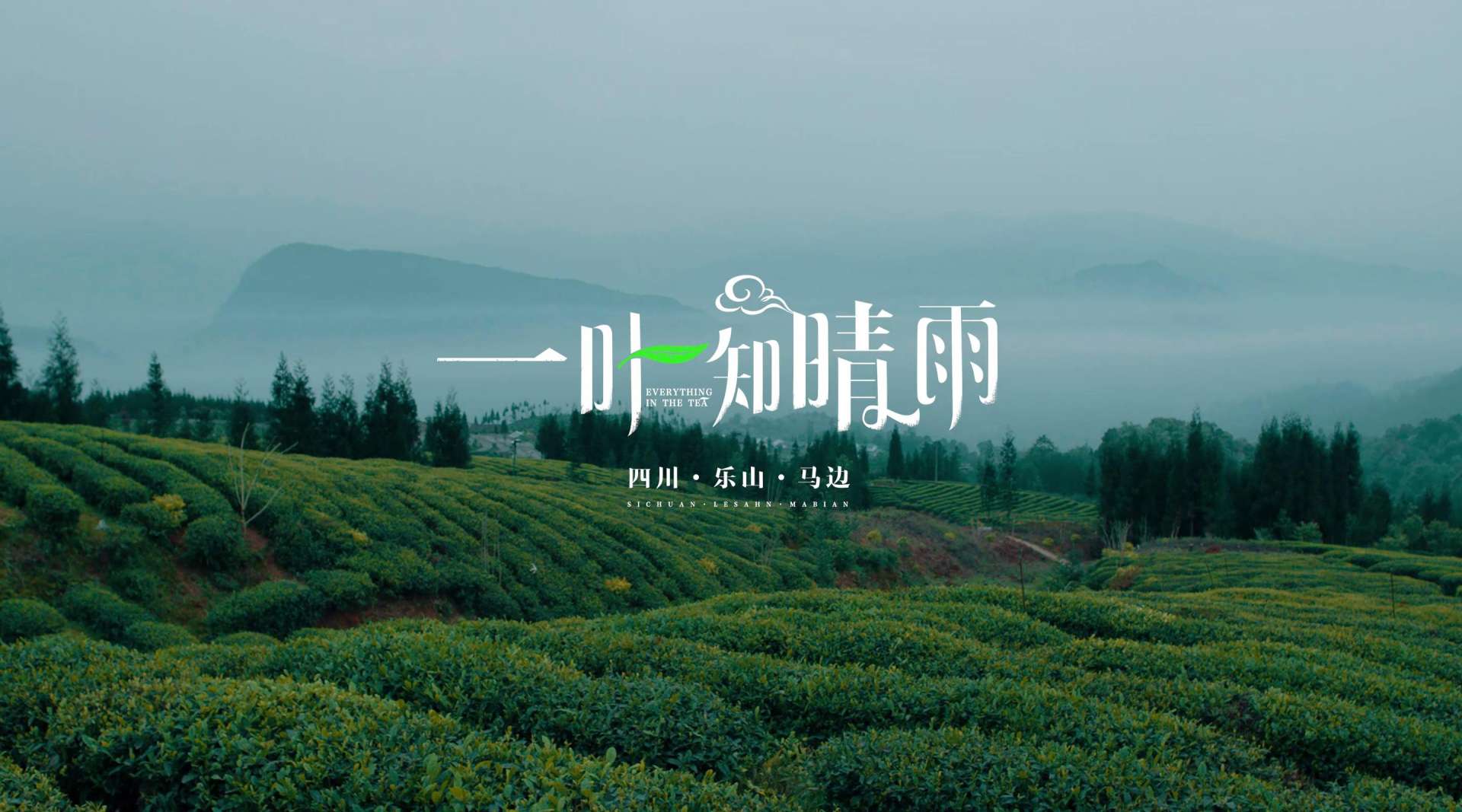 《一叶知晴雨》马边绿茶品牌宣传片
