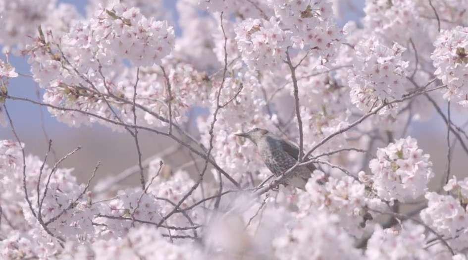 绝美！日本樱花延时摄影《春天的礼物》