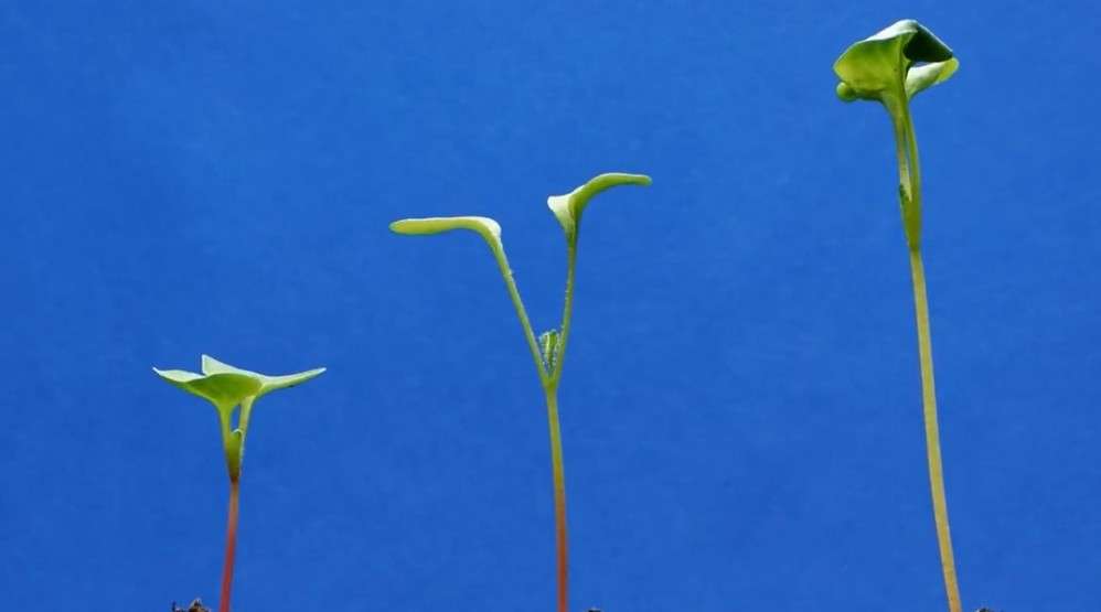 莫名治愈植物生长延时摄影《向上》