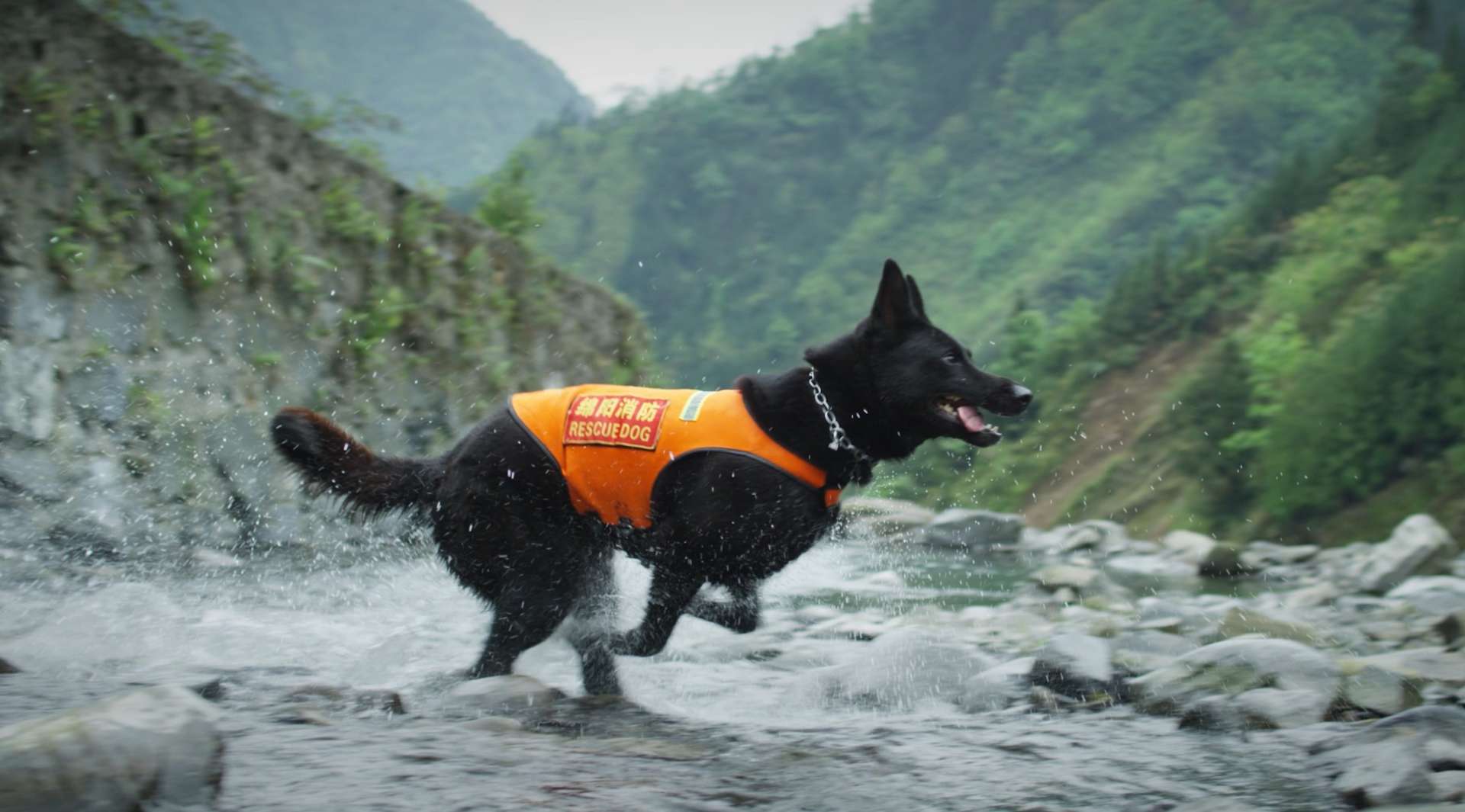 2020消防搜救犬宣传片《我会找到你》