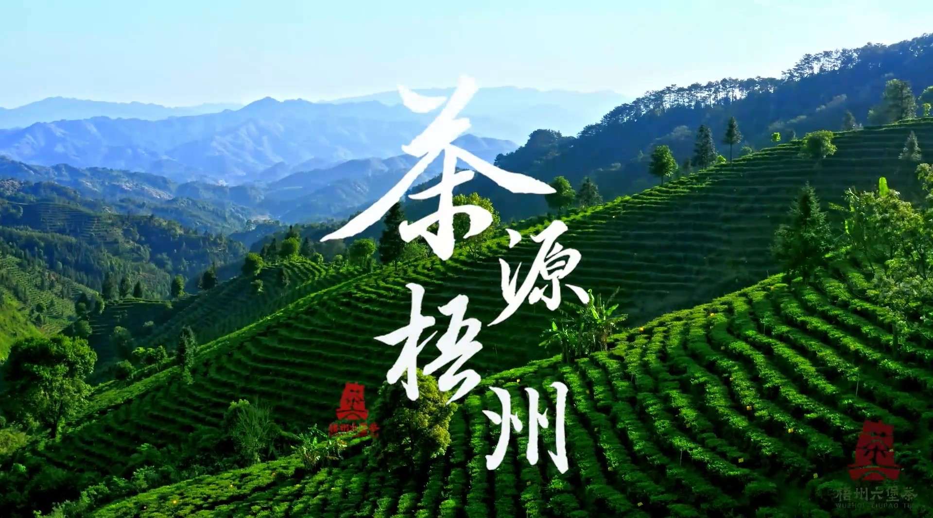 茶源梧州 | 六堡茶宣传片