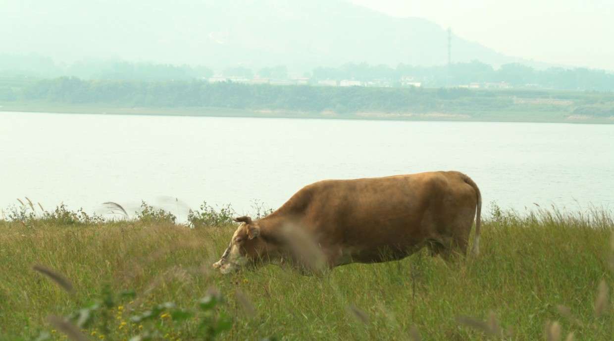 牛儿在山坡上吃草