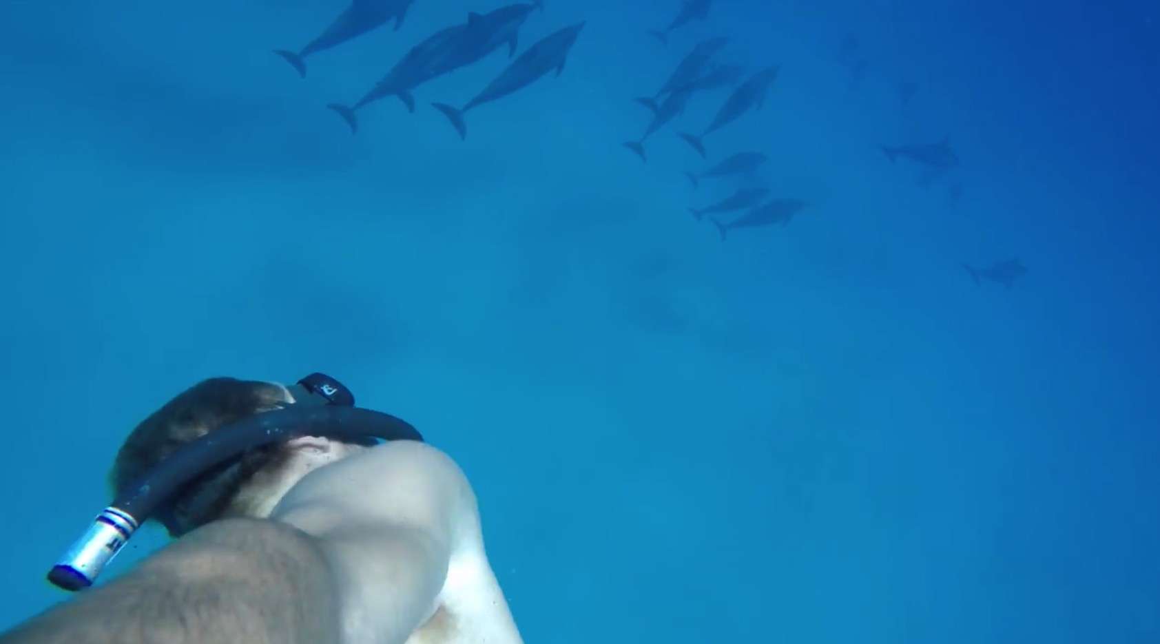 潜水偶遇：瞌睡的飞旋海豚
