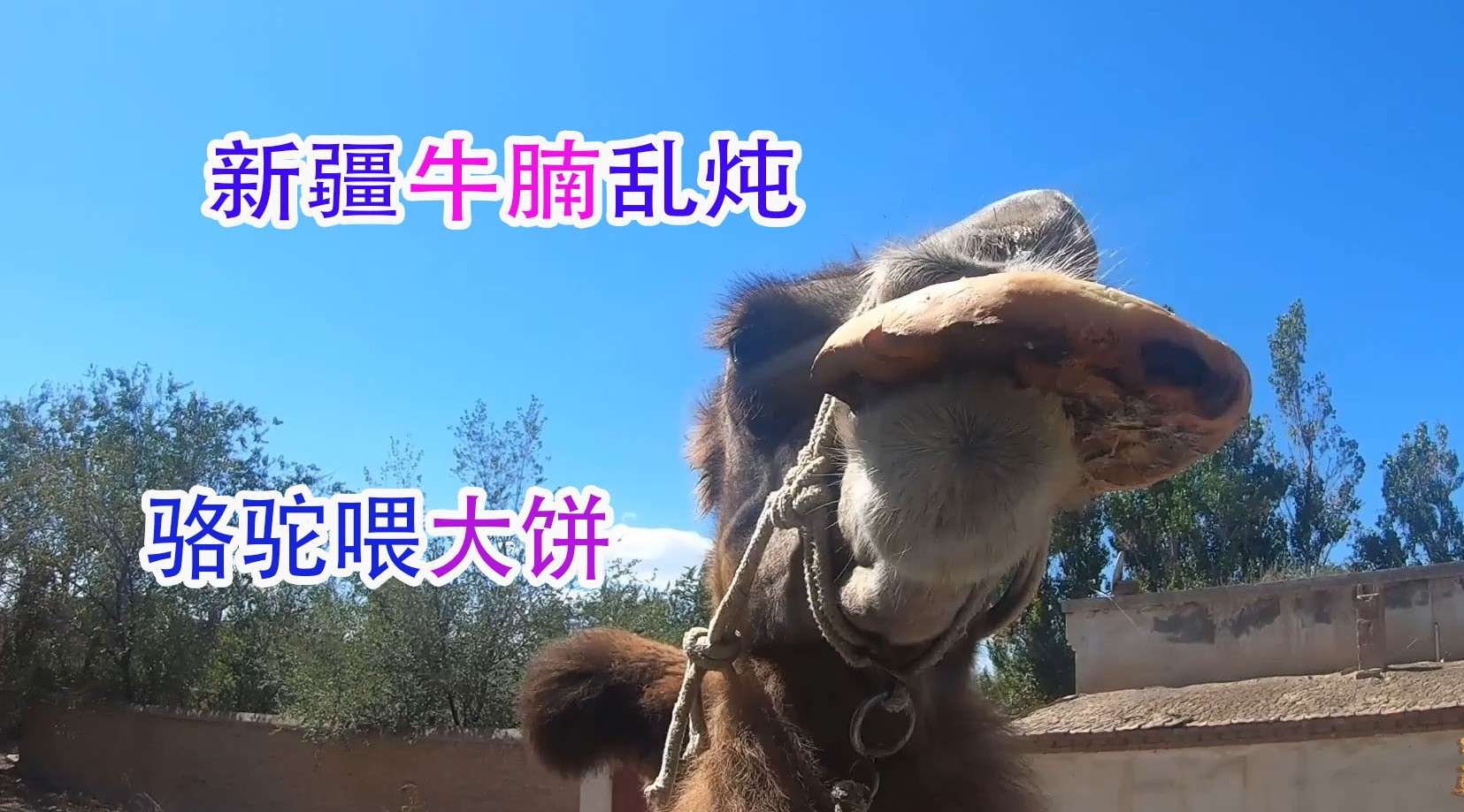 新疆人做牛腩都是乱炖？骆驼吃大饼很怪异，主人笑出了猪叫声！