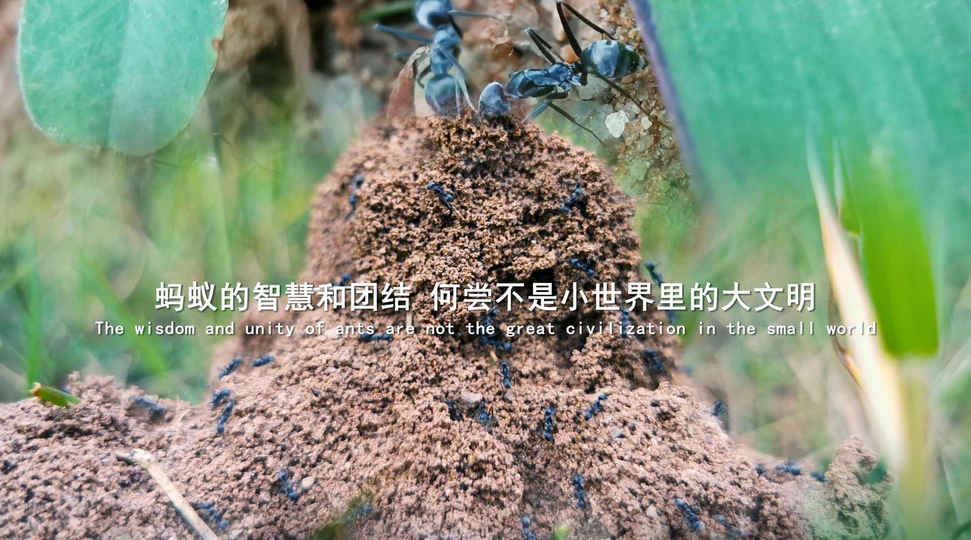 【4K微距】蚂蚁世界，藏着超乎想象的智慧！