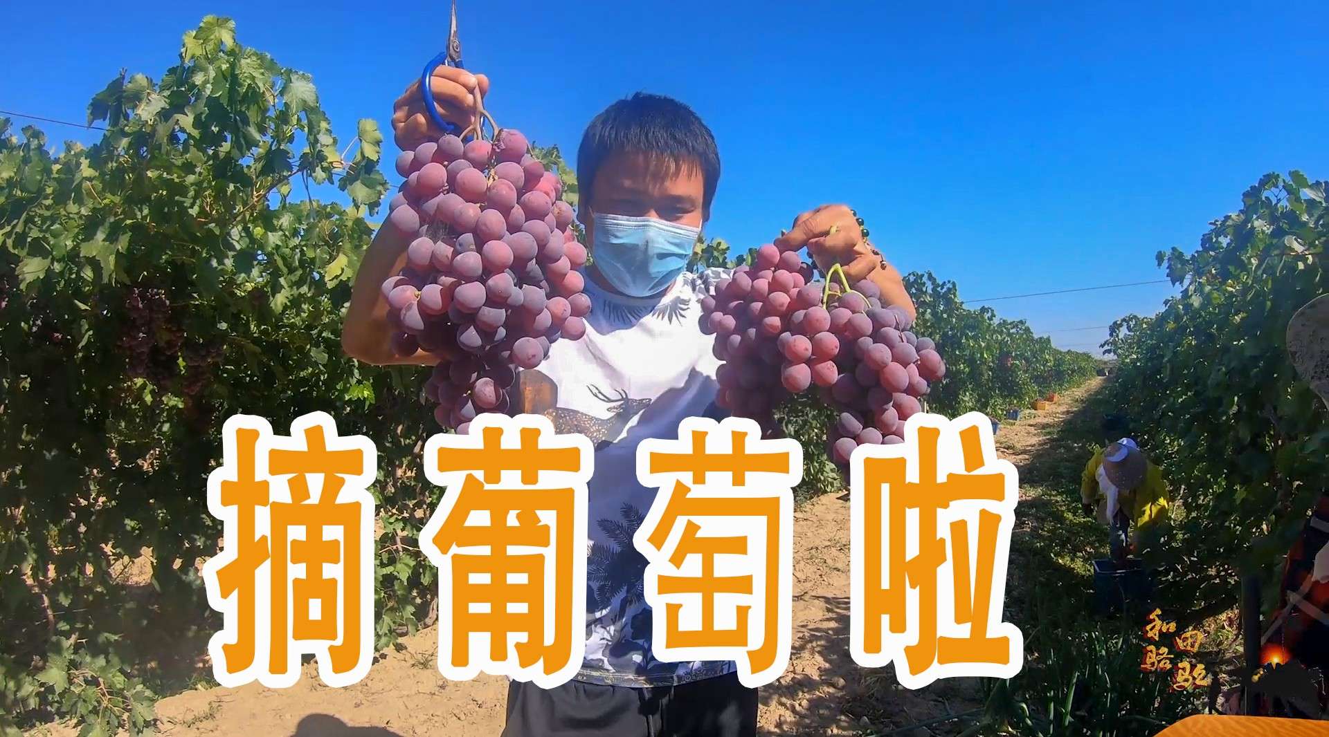 新疆的葡萄下来啦，小伙儿进园子采摘，9斤21.5元真实惠啊！