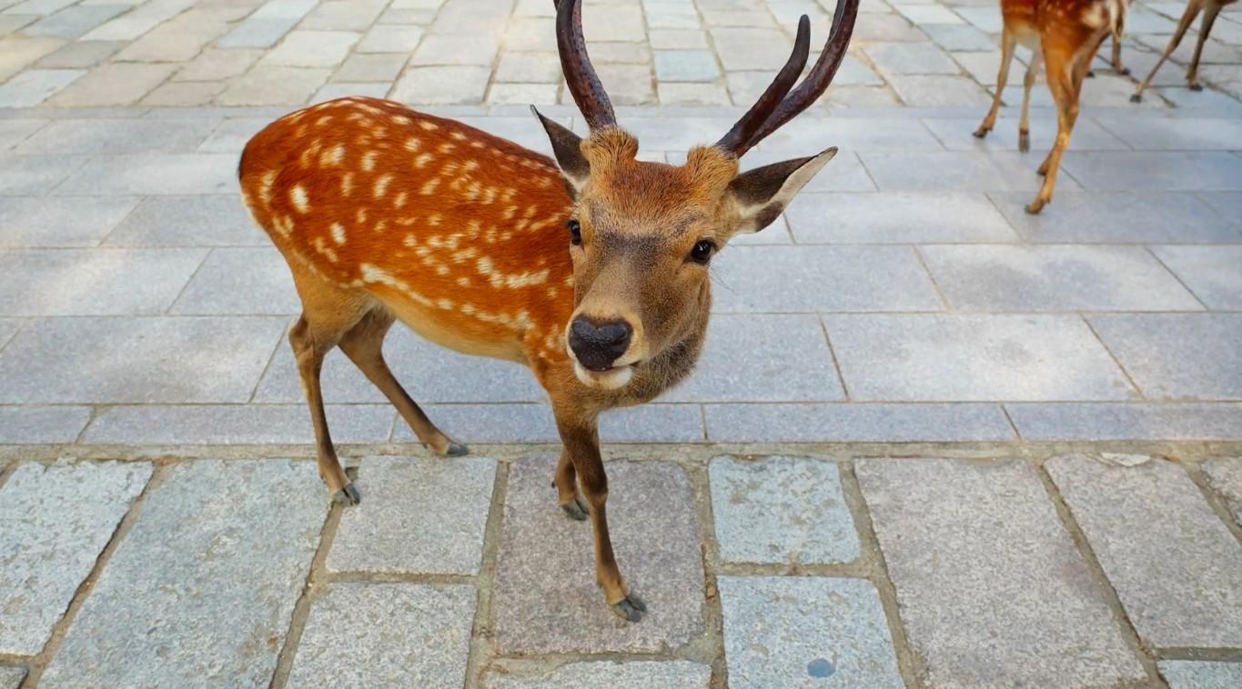 有灵气的动物，来奈良必打卡《奈良的鹿》