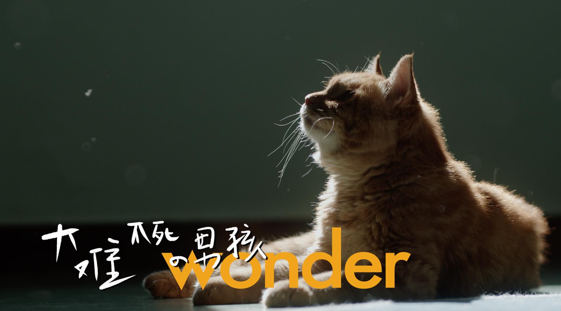 流 浪 猫 的 宿 舍 生 活【4k】