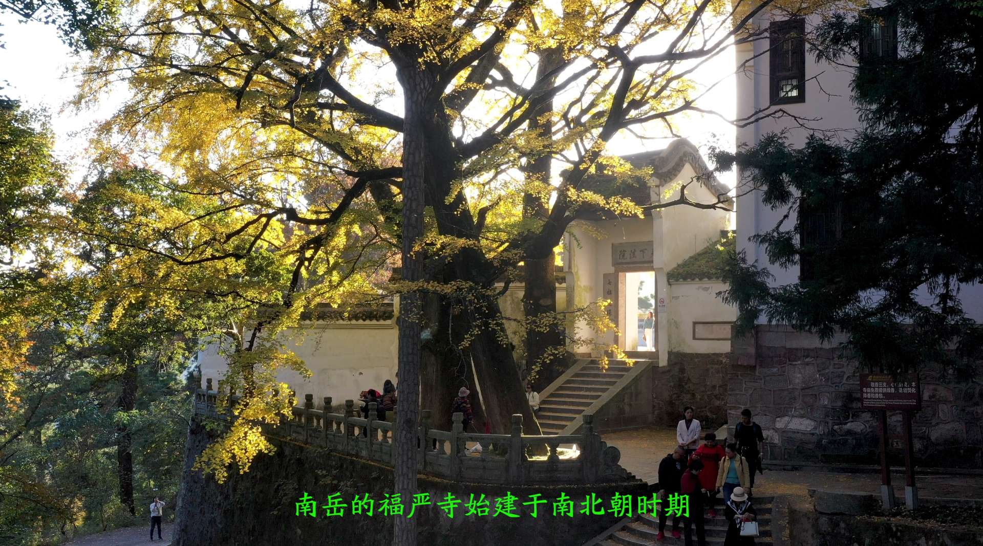 南岳福严寺的千年杏树披金挂彩生机勃勃
