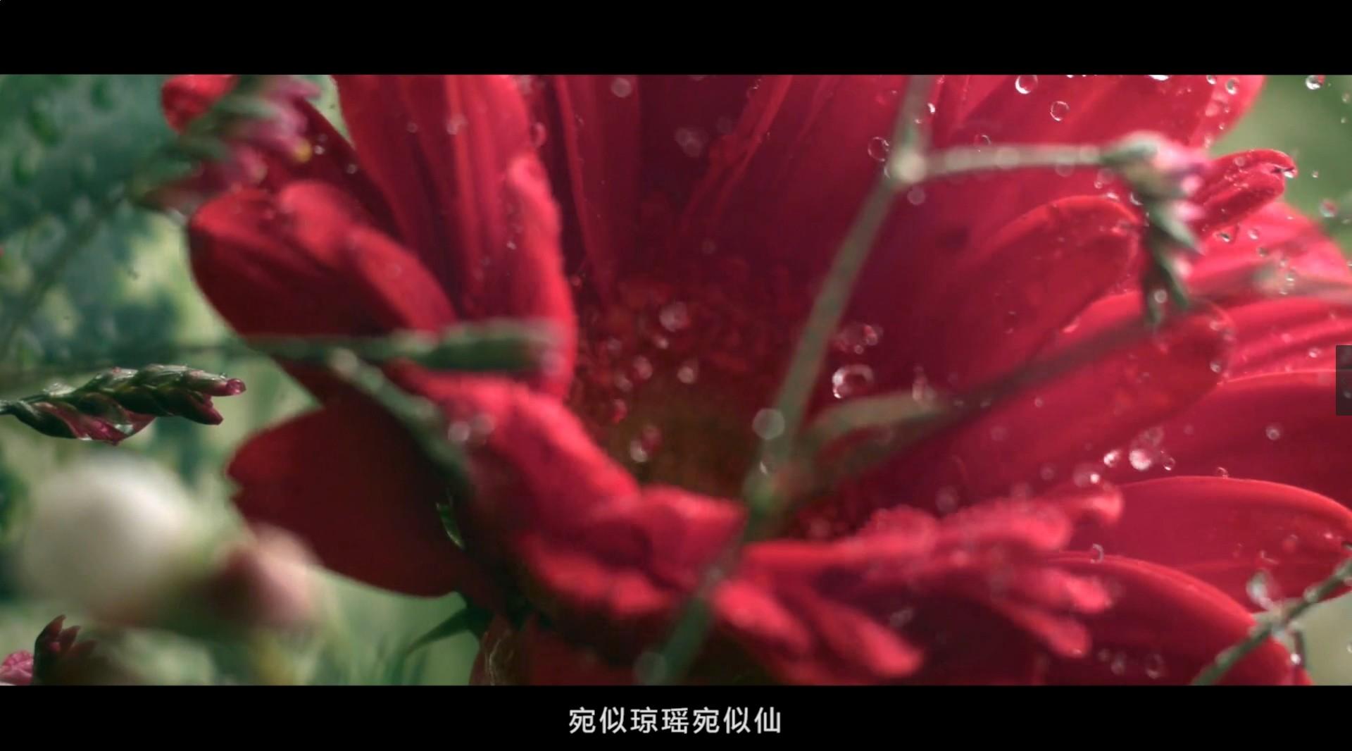 杭州江干花卉节