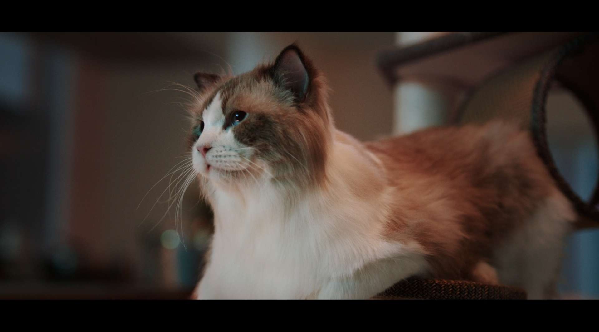 欧拉好猫《好猫奇遇》系列广告-舒享座舱篇