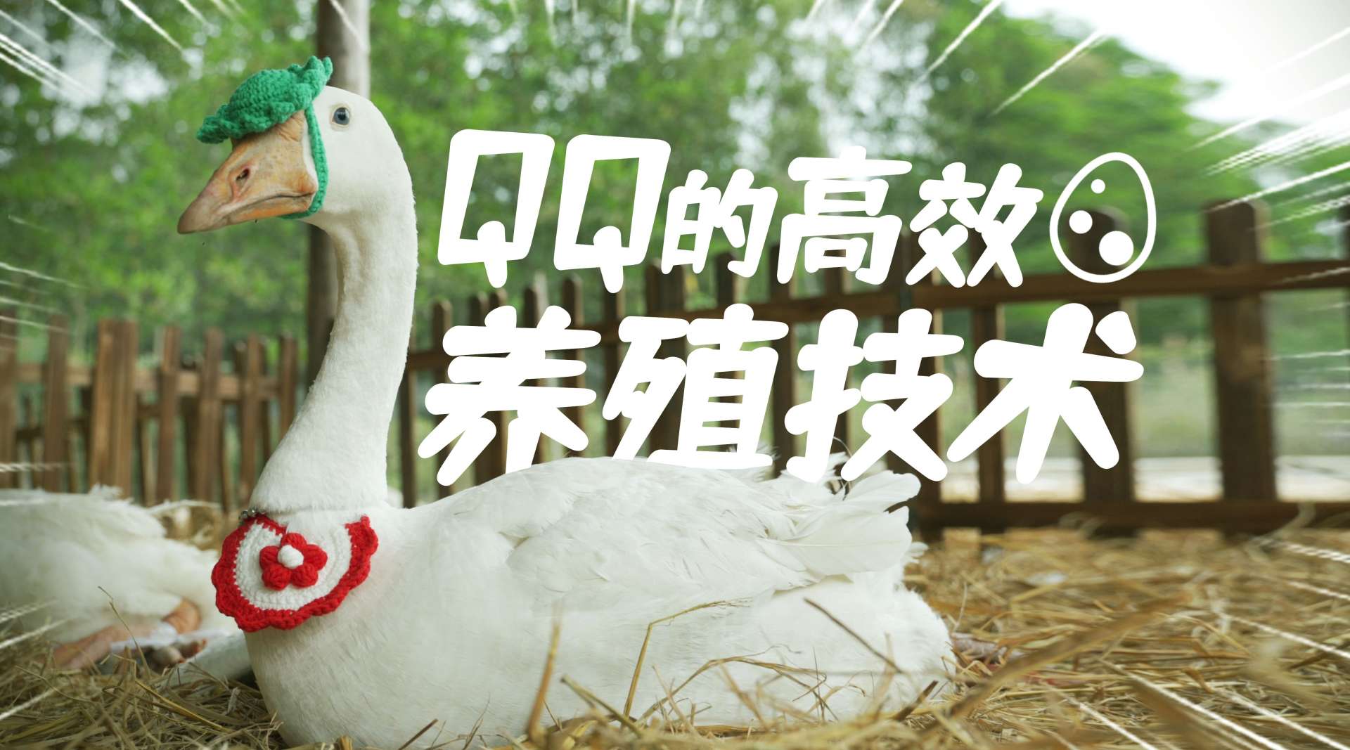 《科学养QQ》：走进鹅场，学习QQ的高效养殖技术