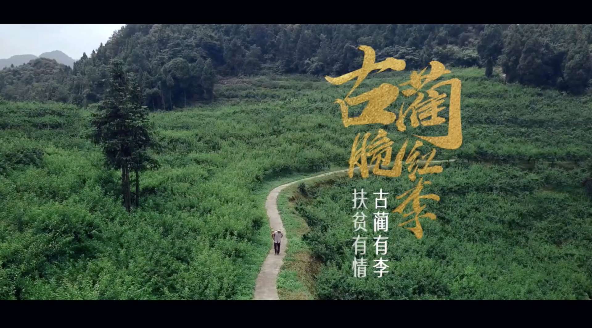 泸州古蔺脆红李短片