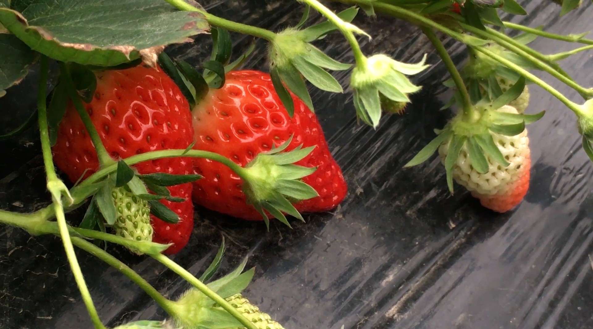 范楼富硒草莓采摘园