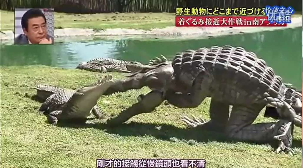 日本综艺伪装成野生动物鳄鱼篇完整版