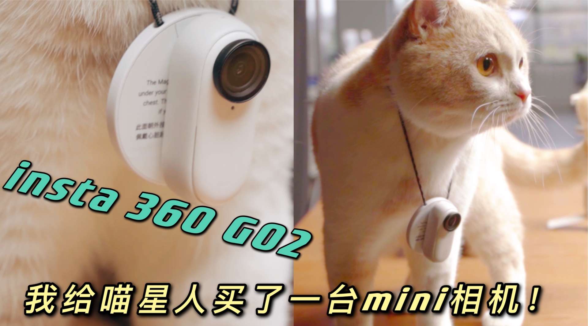 我给家里的喵星人买了一台mini相机｜Insta360 Go2