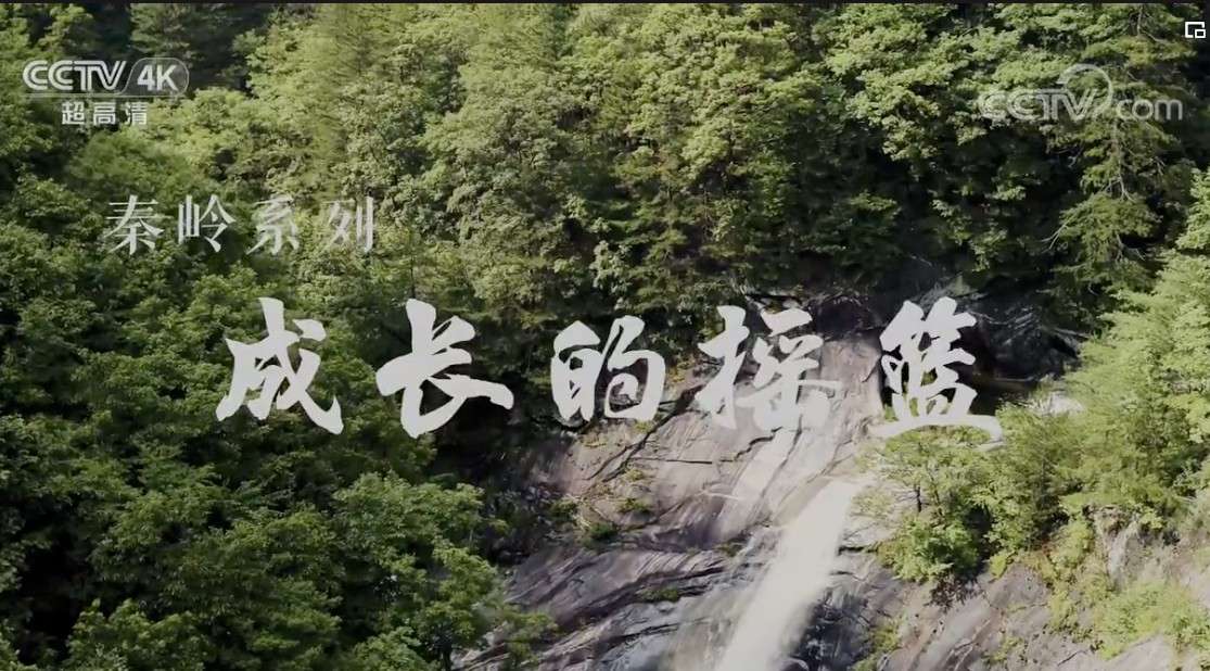 CCTV_4k超高清《美丽中国自然》 秦岭系列 成长的摇篮