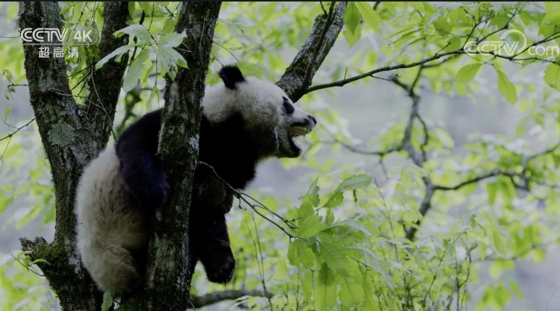 伴竹而生（野生大熊猫）《美丽中国自然》 秦岭系列
