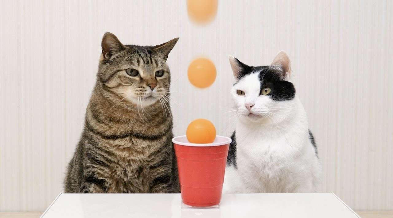 莫名舒爽的猫猫治愈短片《乒乓小将》