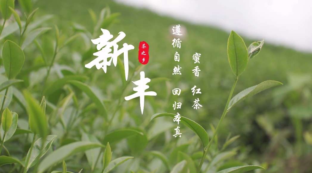 韶关新丰茶叶产业园蜜香红茶