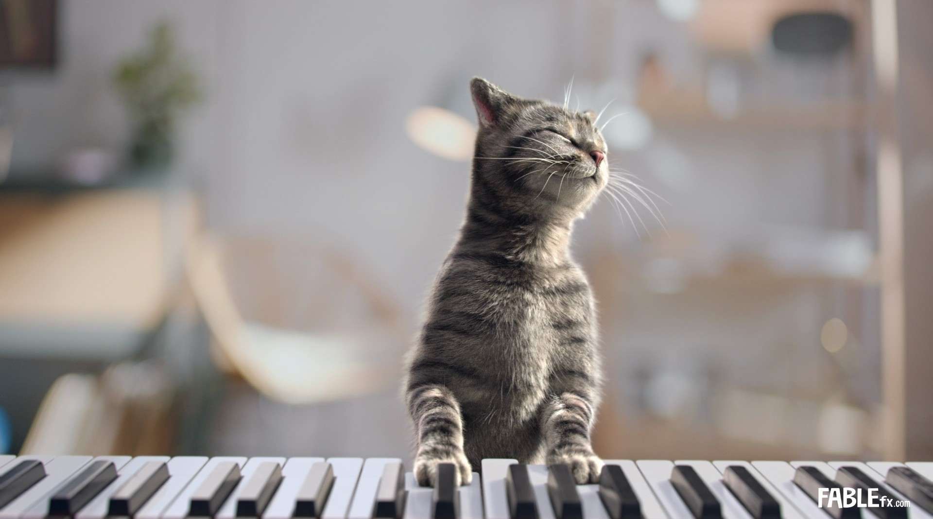 Chocofresh - Piano Cat