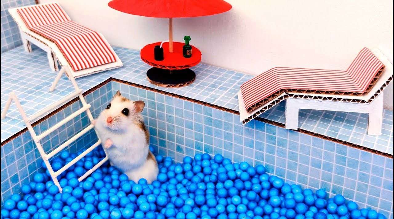 小宠物也有大欢乐《仓鼠的泳池迷宫》