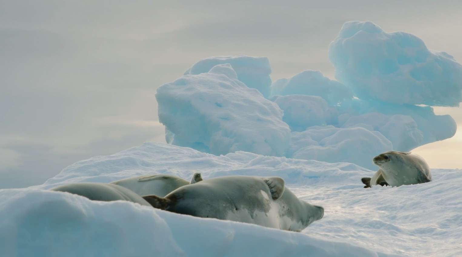 南极画像 | 冰蓝世界之旅
