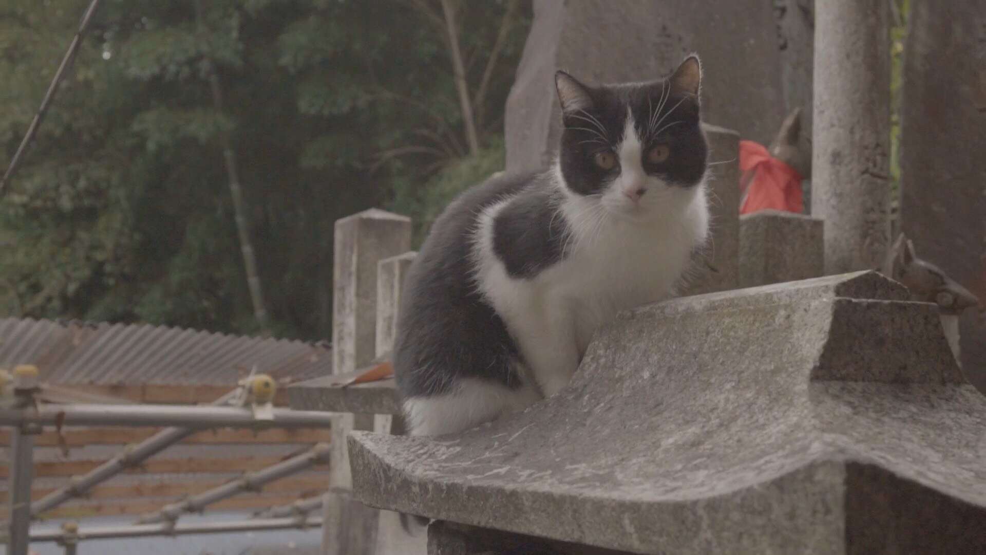 关西游学记——京都的猫，大阪的铁板烧