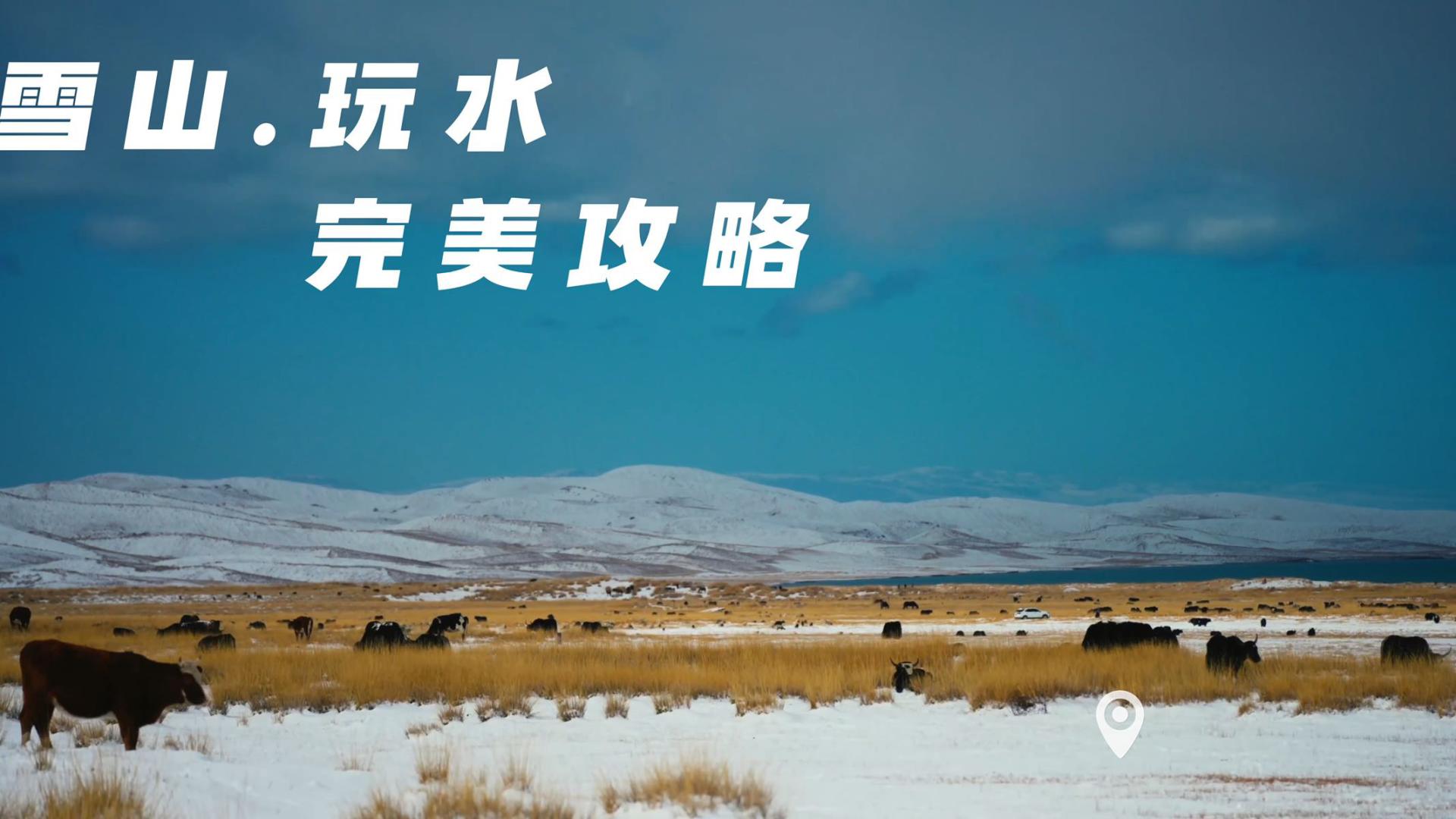 青海湖雪山牦牛小短片