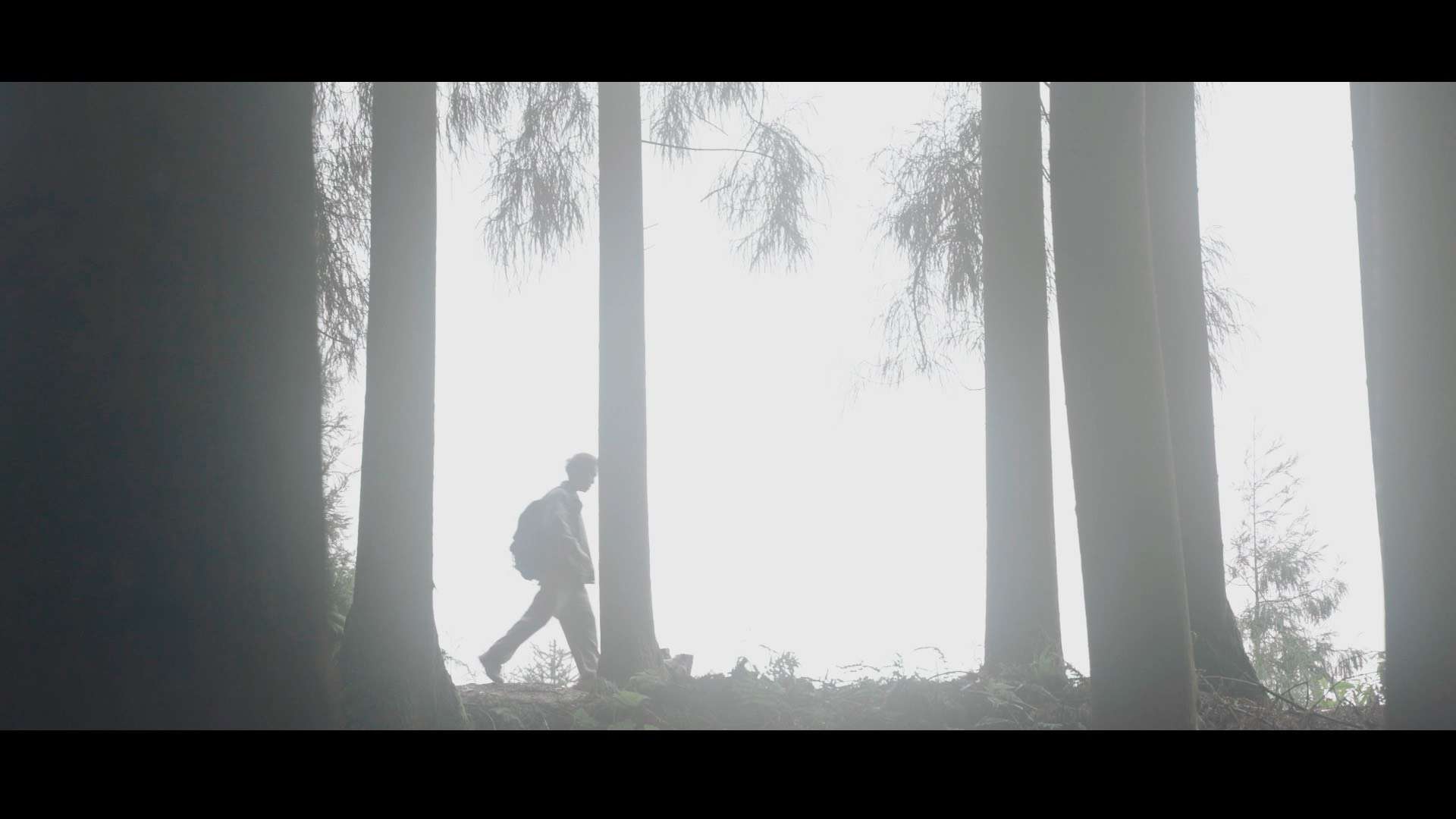 旅拍短片《迷雾森林》