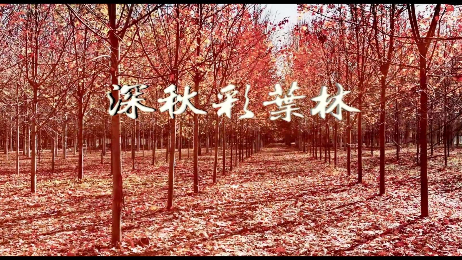 深秋彩叶林