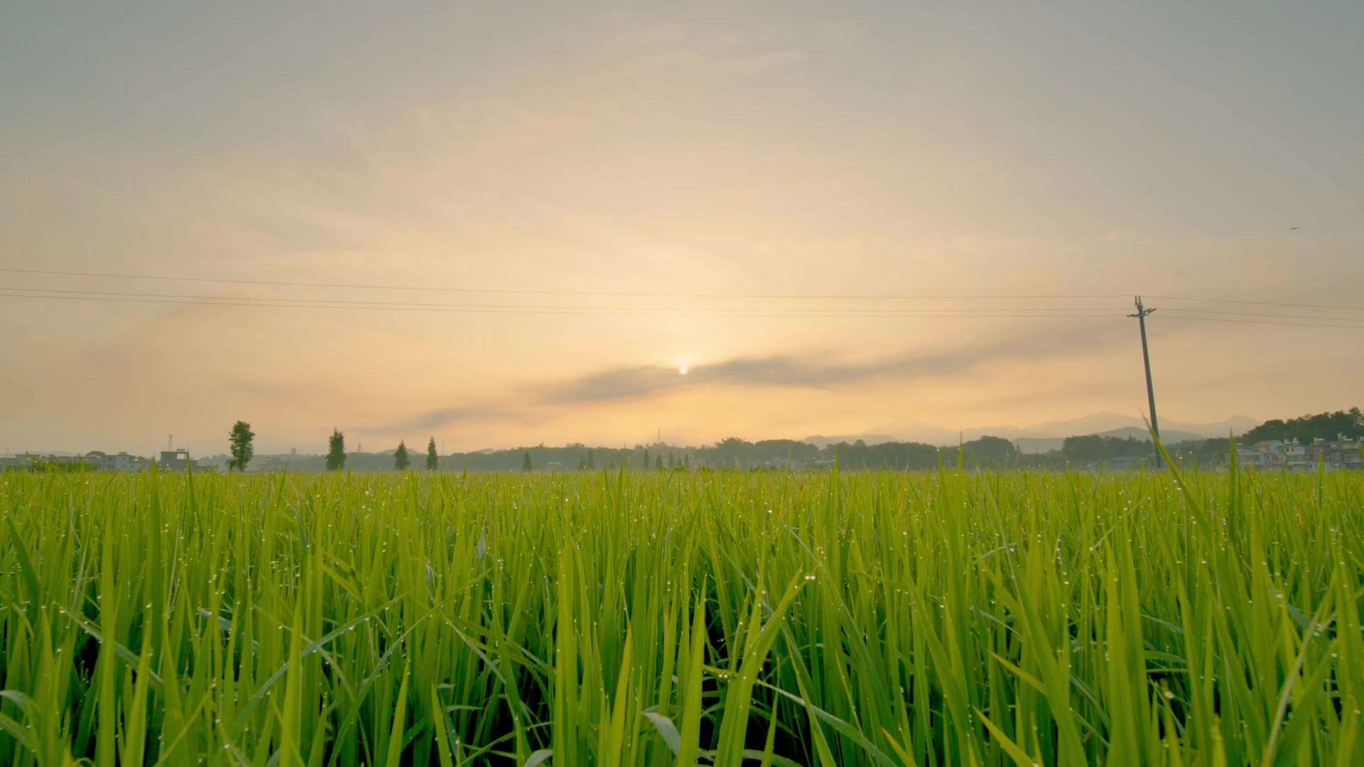 乡下早晨的稻田里，一片生机勃勃。