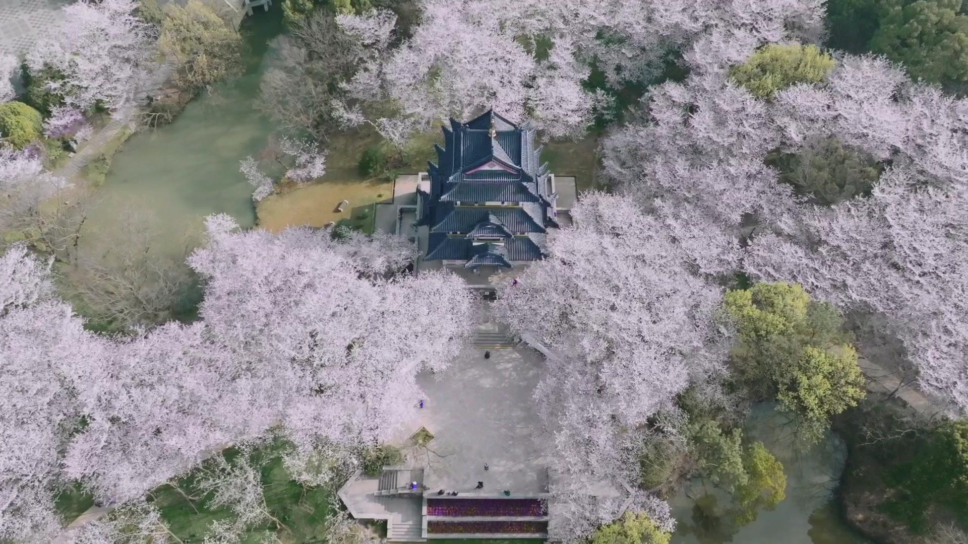 2022樱花季旅拍vlog，又是人间四月天，从早晨到夜晚的无锡鼋头渚有多美？