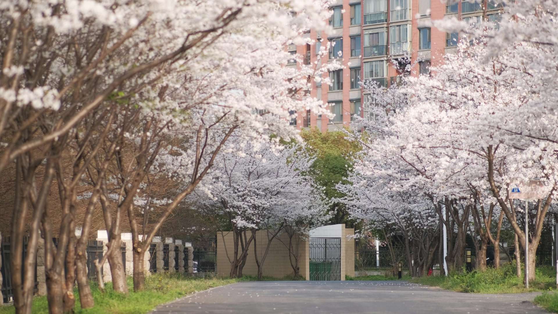 【4K高清】在这樱花盛放的季节