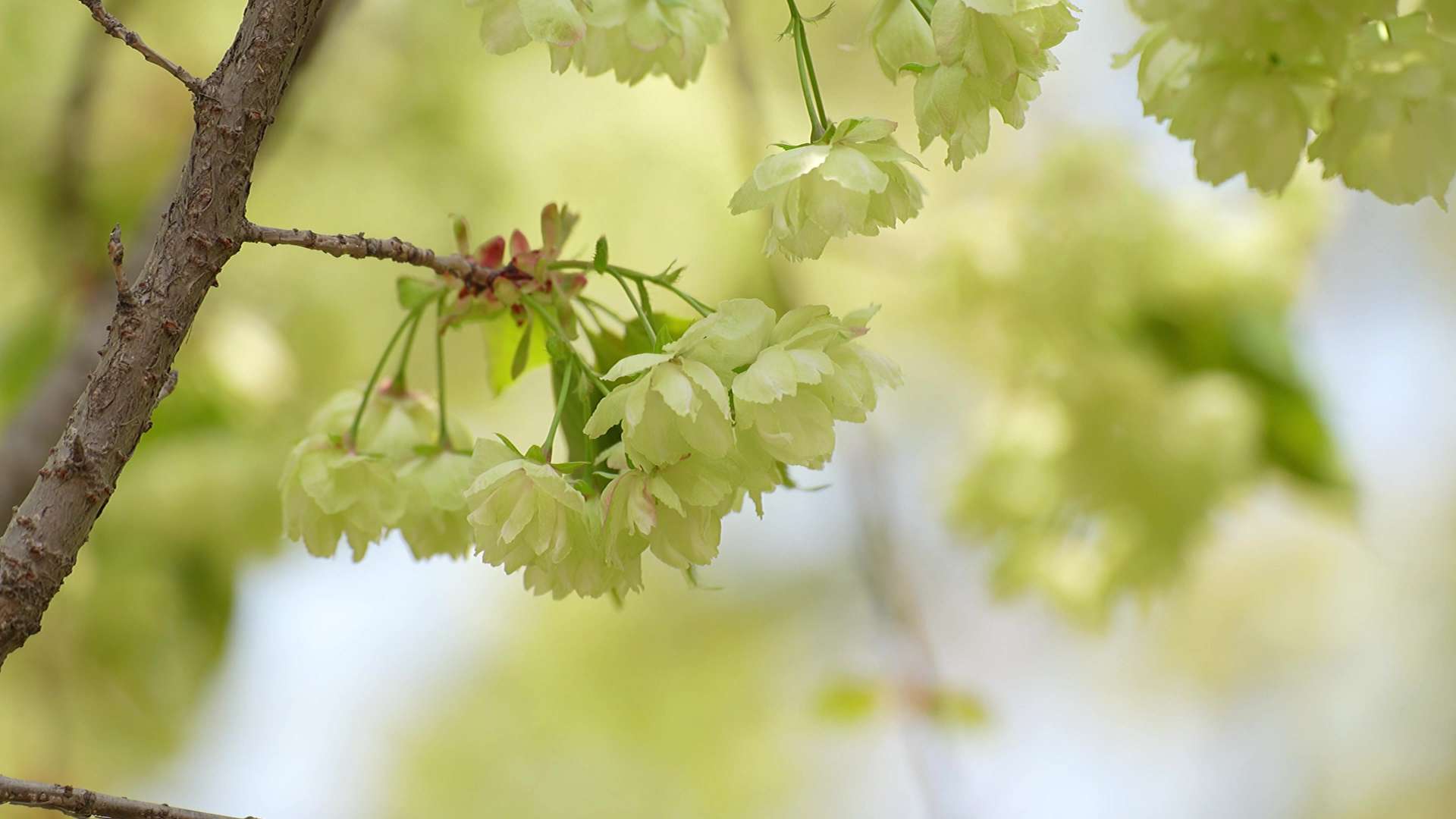 4K花草植物素材——绿色樱花