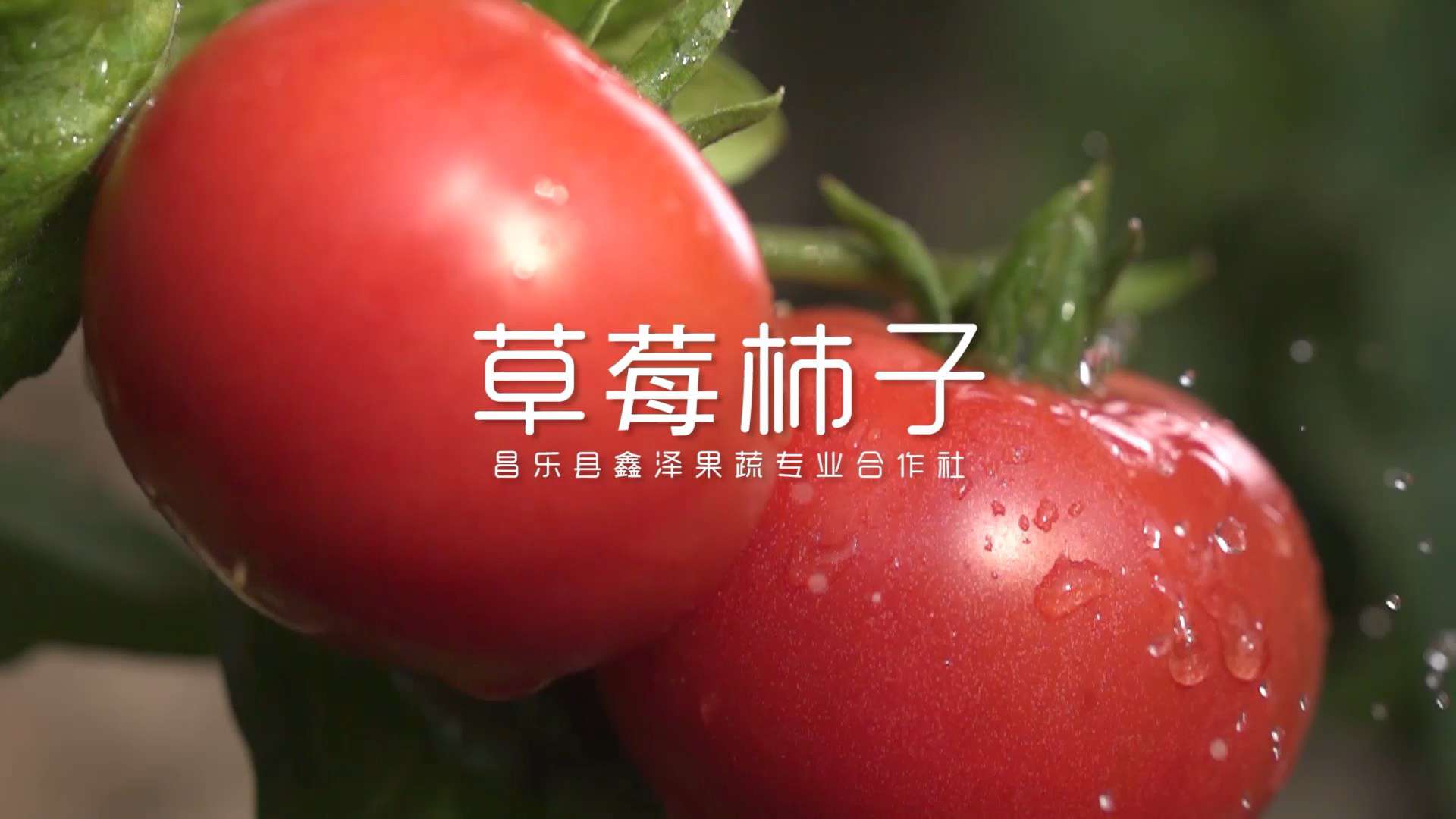潍坊蔬菜大棚种植的蜜蜂授粉的草莓柿子