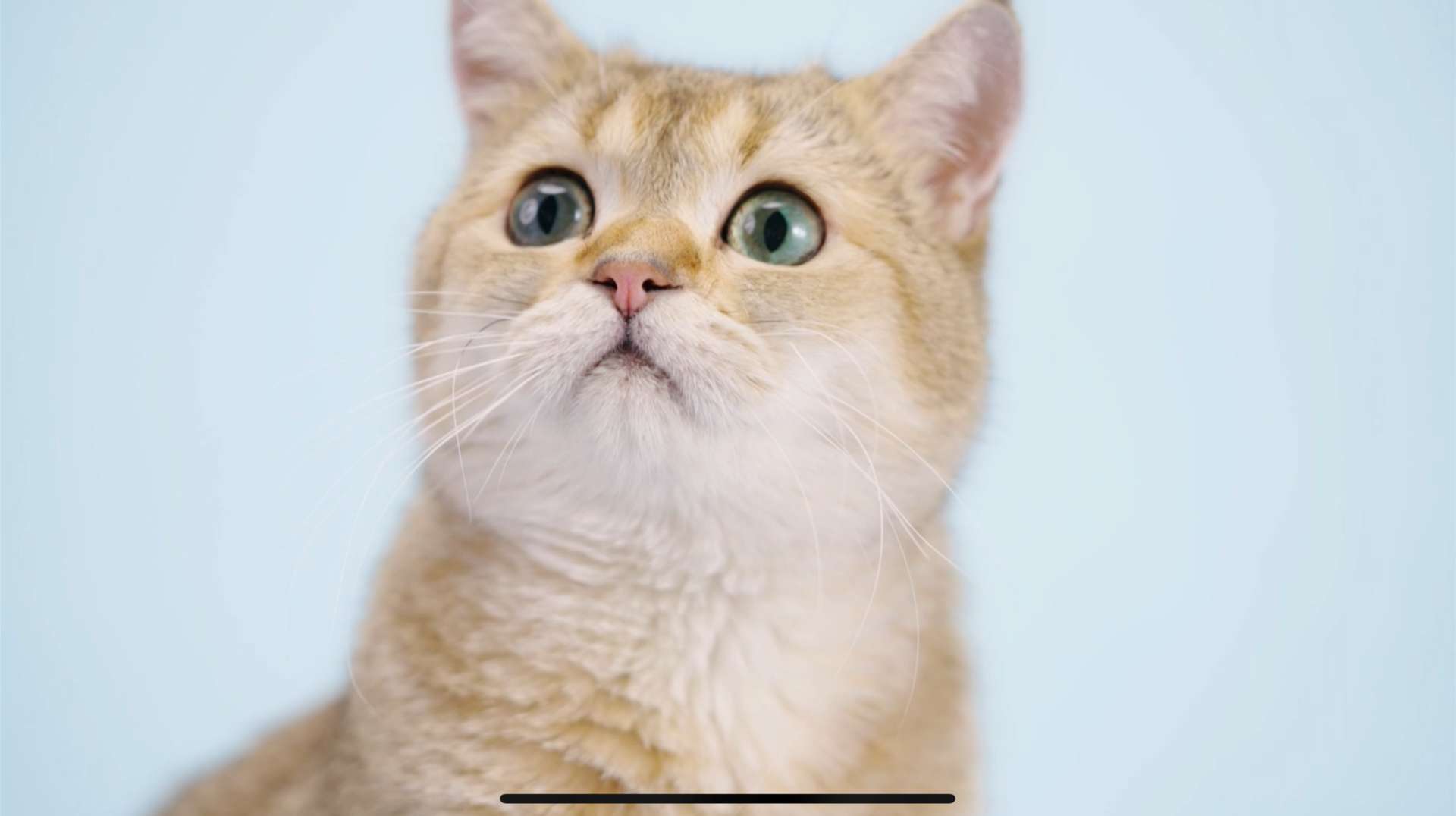 猫粮产品宣传片