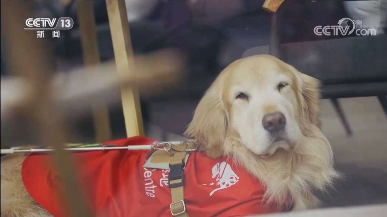 央视公益广告—关爱视障人士《让爱无碍之导盲犬》